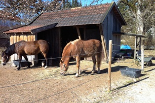 Pferde in Gelting